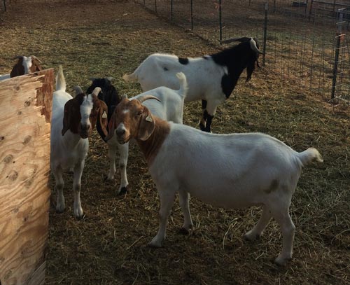 boer cross buck 0714