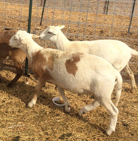 BAB442 Katahdin Sire